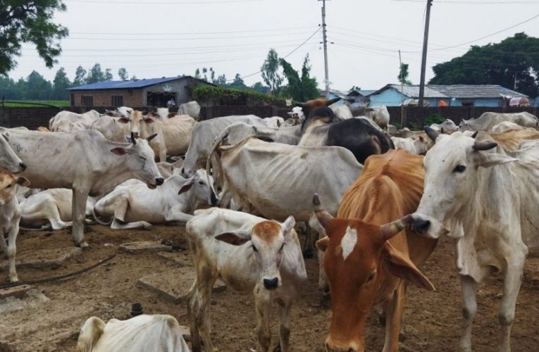 गौशालामा सीमित भए रैथाने गाई