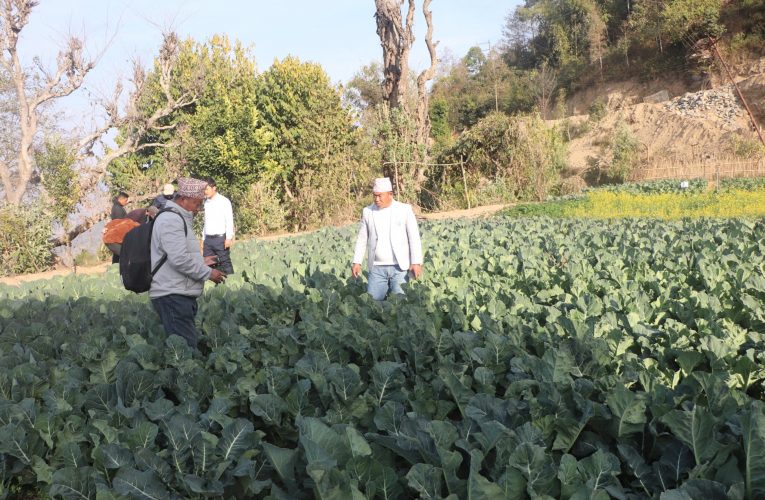 अर्ग्यानिक कृषि उत्पादनमा जुट्दै भोजपुरका किसान