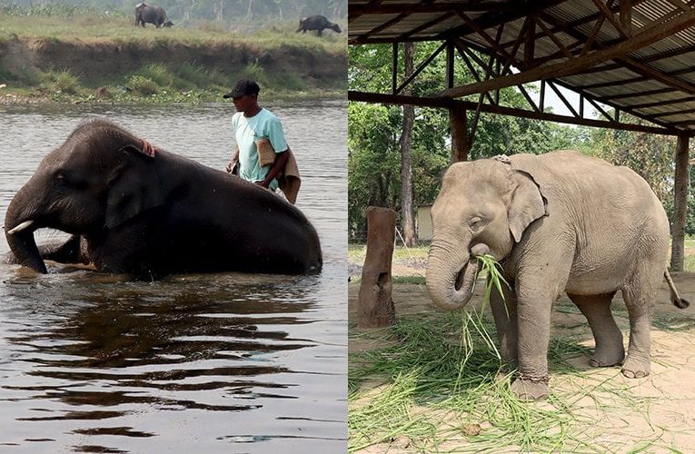 खगेन्द्रप्रसाद र रुद्रकली कतारी अमिरलाई उपहार दिइने