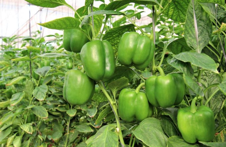 खुर्सानीखेतीमा सङ्क्रमणको समस्या