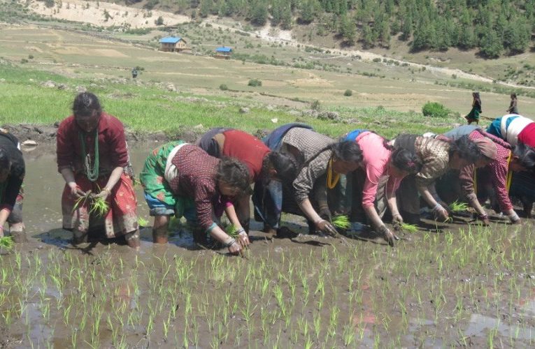 जुम्लाका किसानलाई मार्सी रोपाइँको चटारो