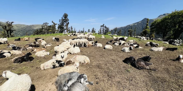 भेडाका बथानले ढाकियो रिग क्षेत्र