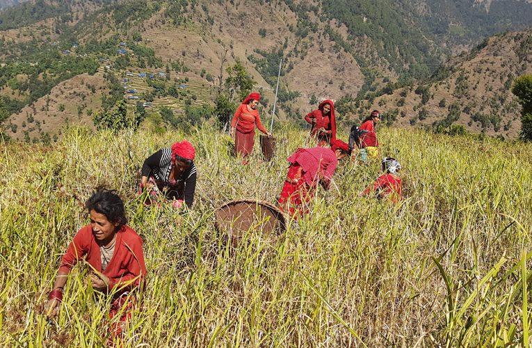 कोदो उत्पादन बढाउन उपाध्यक्षसँग कृषि कार्यक्रम