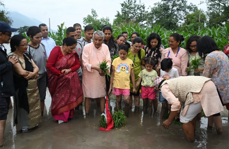 शीतल निवासमा धान रोपाइँ