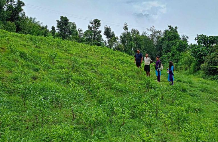 झाडी फाँडेर चिया रोप्दै काठेखोला गाउँपालिका