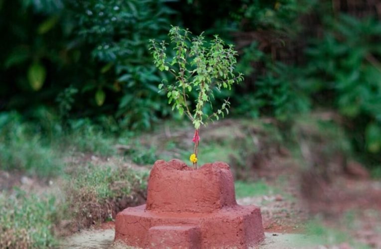 आज हरिशयनी एकादशी, घरघरमा तुलसीको बिरुवा सारिँदै