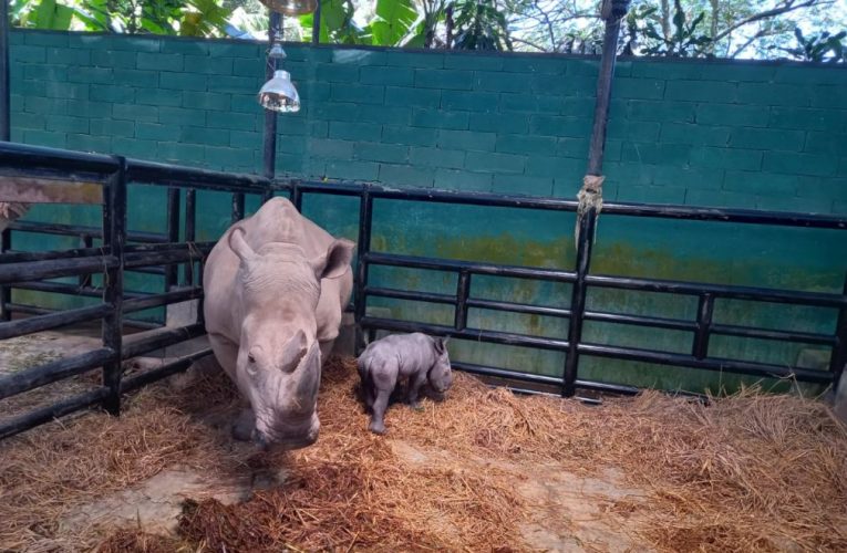 इन्डोनेसियामा सामाजिक सञ्जालको प्रयोग गरी गैँडाको सिङ बेच्न खोज्ने पक्राउ