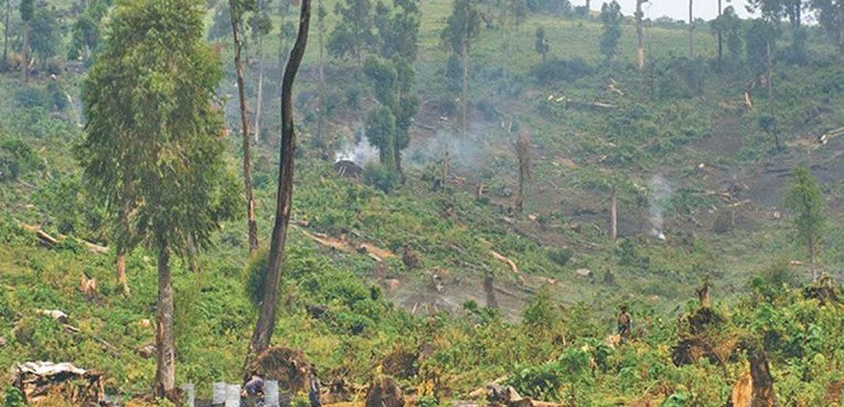 कैलालीमा वन मासिनेक्रम बर्सेनि बढ्दै