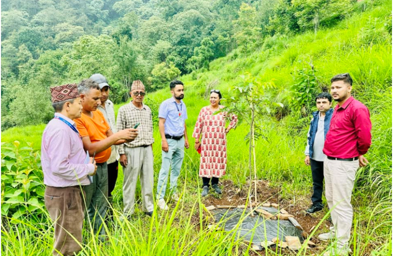 बाँदरबाट हैरान पर्वतका किसान व्यावसायिक ओखरखेतीमा