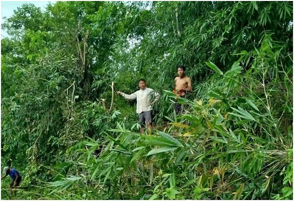 विद्युतीय जोखिम न्यूनीकरण गर्न स्थानीयले श्रमदान गरेर झाडी हटाए