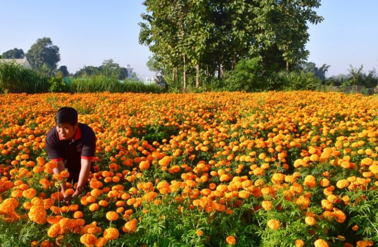 अविरल वर्षाबाट १५ करोड रुपैयाँ बराबरको पुष्पखेतीमा नोक्सानी