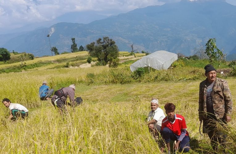 असिनापानीले म्याग्दीमा तीनसय ५५ रोपनीमा लगाएको धान र कोदो नष्ट