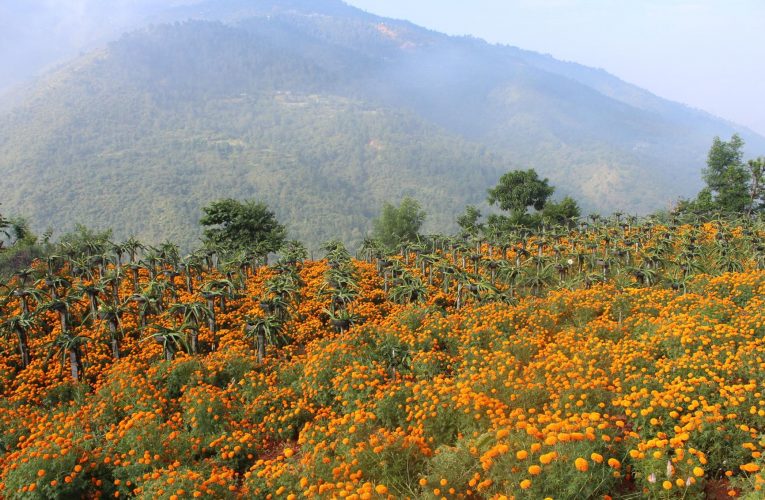 बाँकेमा व्यावसायिक फूलखेती फस्टाउँदै