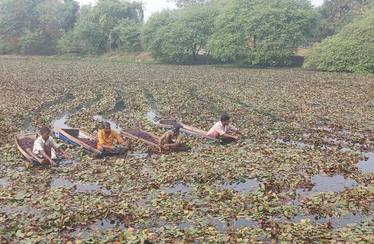 व्यावसायिक सिँगडा खेतीबाट गाउँमै मनग्य आम्दानी