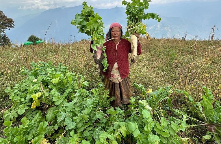 टोड्केमा मुला बिक्री हुन छाडेपछि लगाउनेको कमी