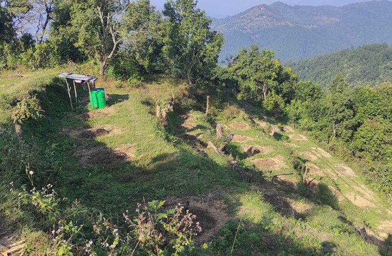 सुन्तलाखेतीतर्फ आकर्षण बढ्दै