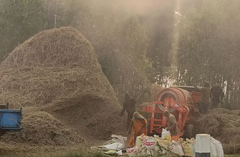 प्रविधिले दाइँ गर्ने परम्परा लोप हुँदै