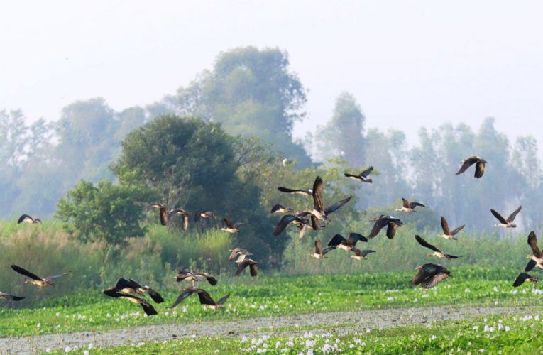 सिमसार क्षेत्रमा जलपन्छीको प्रजाति र सङ्ख्यामा कमी