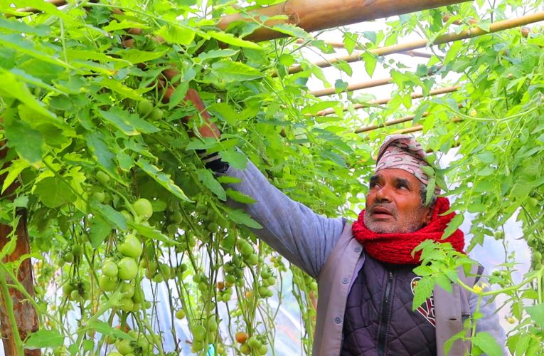 सागसब्जी फलाएर जीविकोपार्जन गर्दै