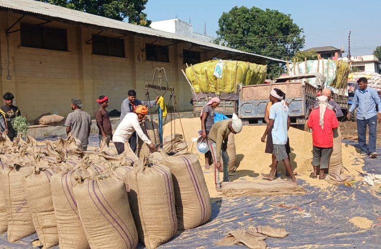 बाँकेमा ३२ हजार क्विन्टल धान खरिद