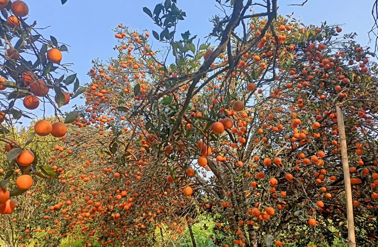 स्याङ्जाबाट एक अर्ब १२ करोड सुन्तला बिक्री