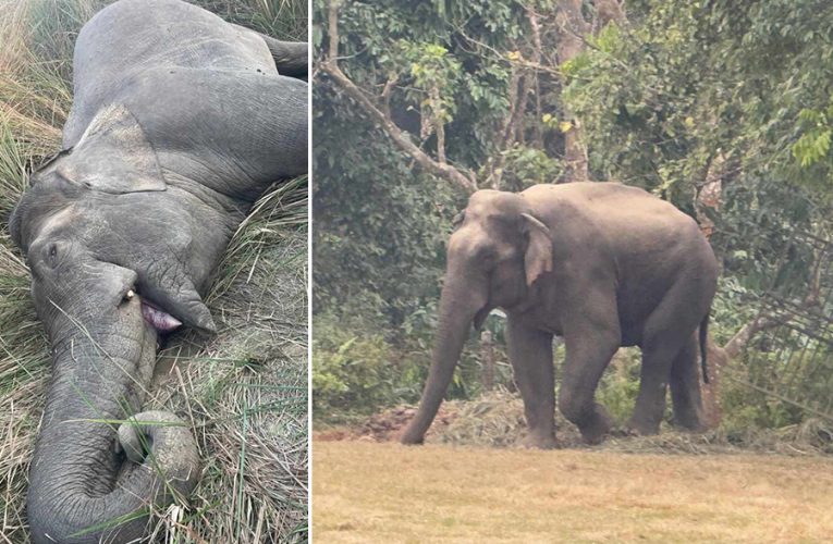 निकुञ्ज सुरक्षाकर्मीकै गोली लागेर हात्तीको मृत्यु