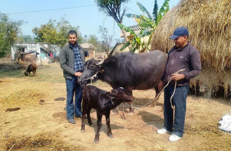 सरकारले अघि बढाएको नश्ल सुधार कार्यक्रमअन्तर्गत मुर्रा राँगाको वीर्य परीक्षण सफल