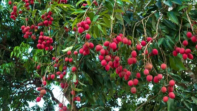 गोरखामा लिची बिक्रीबाट यो वर्ष ११ करोड १५ लाख आम्दानी