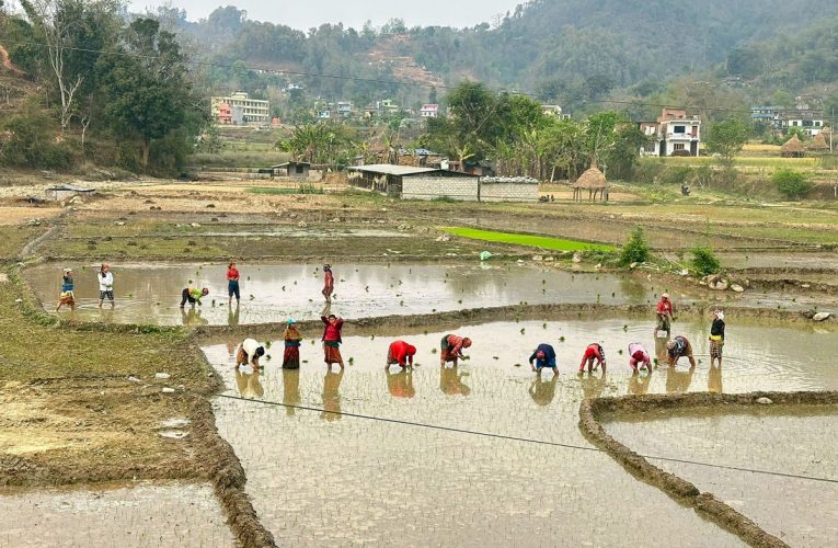आज खेतमा काम गरी दही चिउरा खाएर धान दिवस मनाइँदै