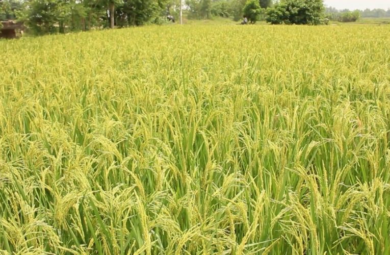 चैते धानको उत्पादन दोब्बर बढेपछि बिक्री वितरणमा समस्या