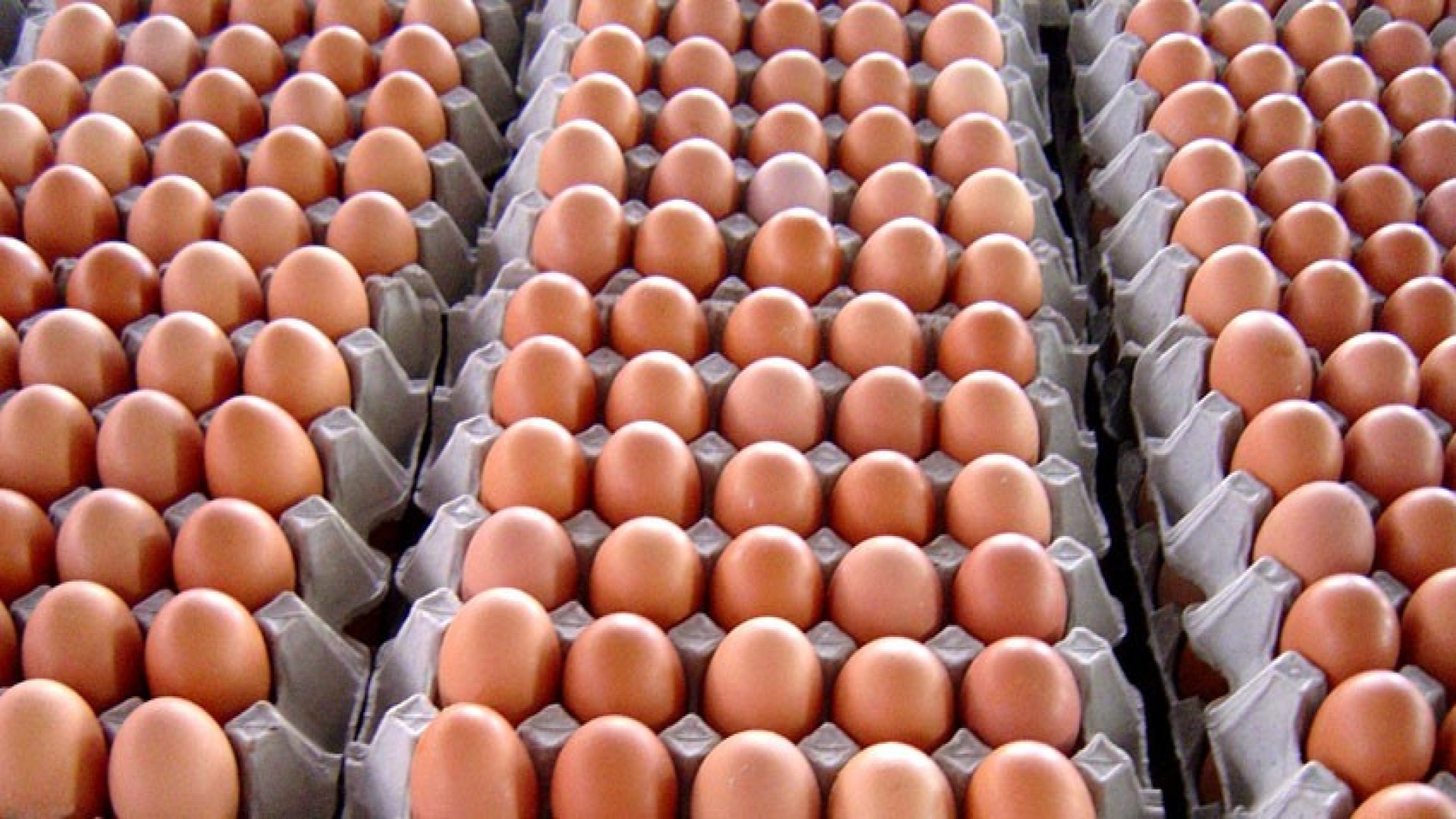 आजदेखि लागू हुनेगरी अण्डाको मूल्यमा भारी वृद्धि